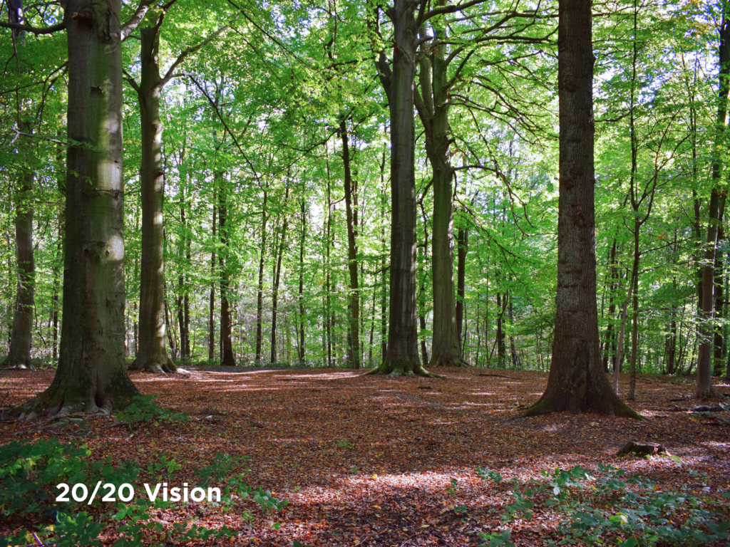 Tall green trees in a forest
