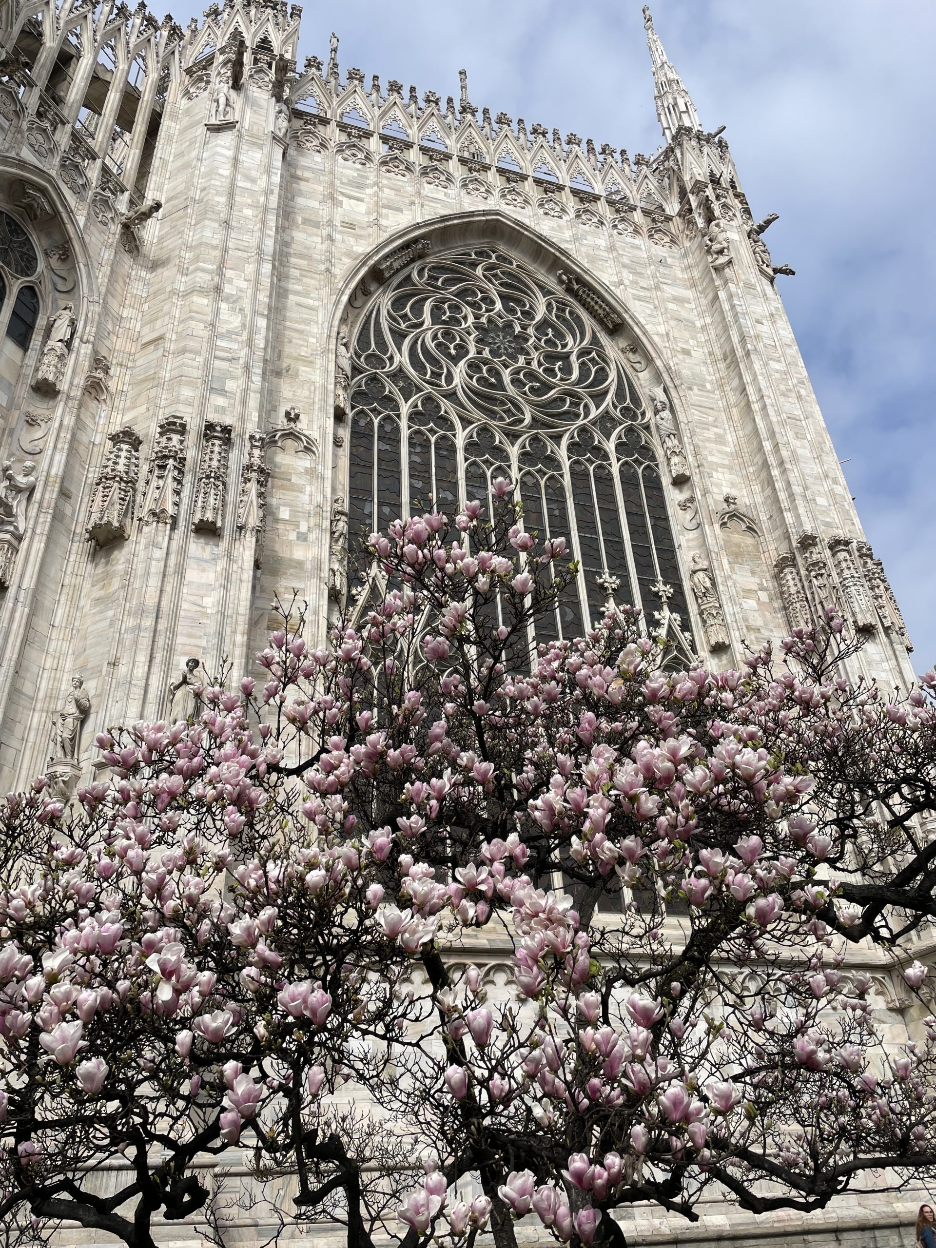 view of Duomo of Milano with cherry blossoms in February