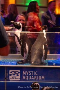 Two penguins from Mystic Aquarium.