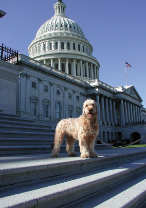 Lancelot, a golden colored dog standing on the steps with the U.S. Capital behind him