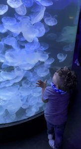 Jace with his face up against the glass of the jellyfish tank